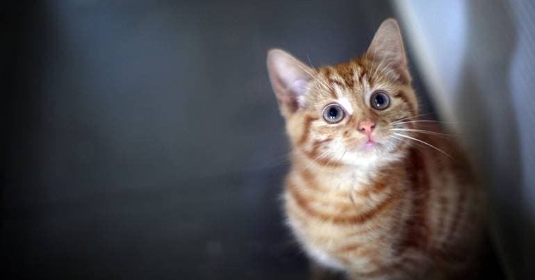 GNR records 312 cases of animal abuse in 6 months