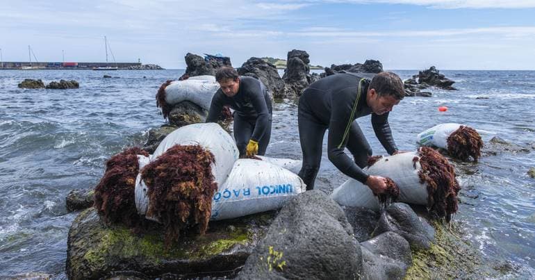 Macroalgae remove synthetic dyes from water, study says