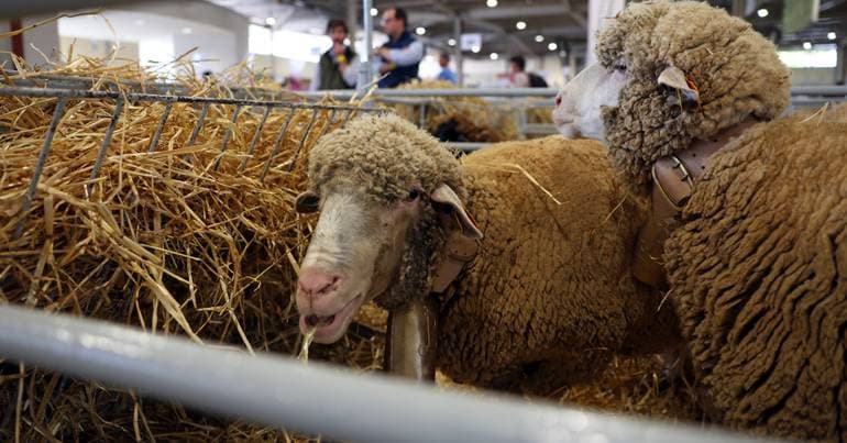 Farmers warn of damage caused by bluetongue