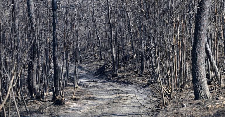 Government presents nature restoration plan