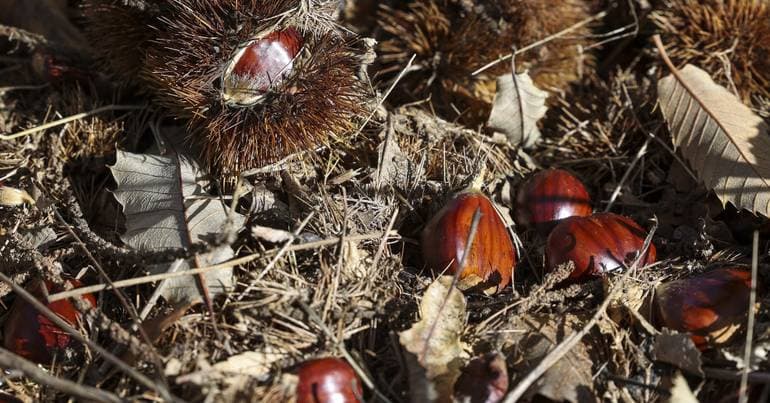 Ninety exhibitors at the Chestnut Fair in Trancoso