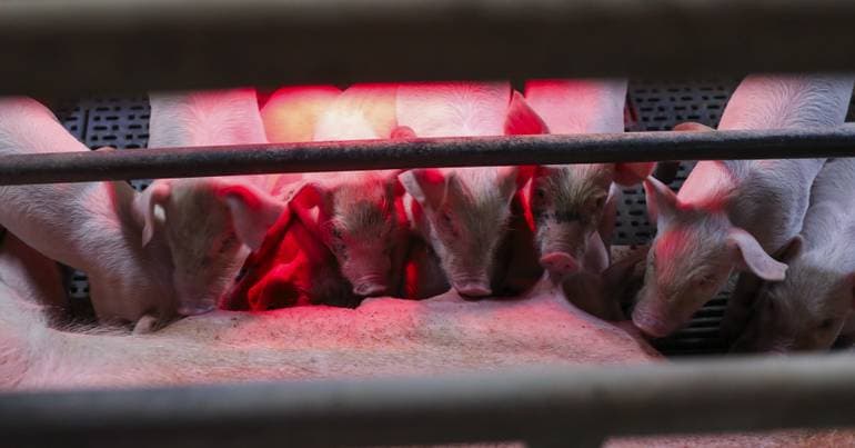 Foot-and-mouth disease worsens and DGAV requests increased prevention