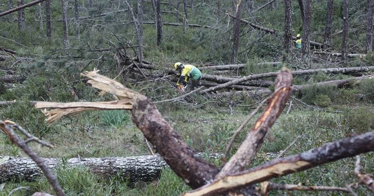 Kristin. ICNF expects to conclude cleaning of the Leiria Forest