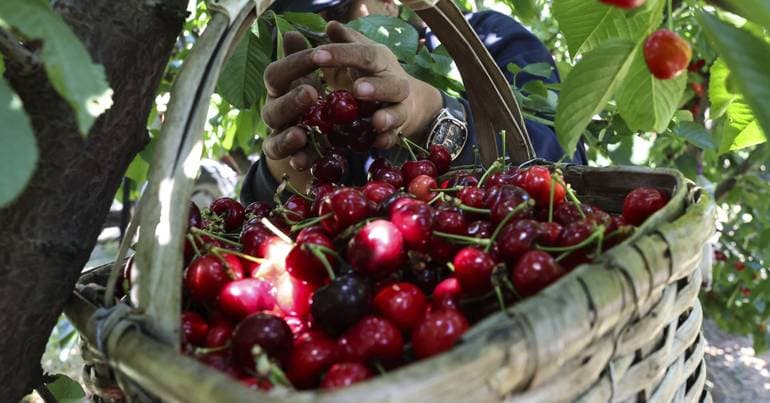 Fundão auctions first cherries for 820 euros