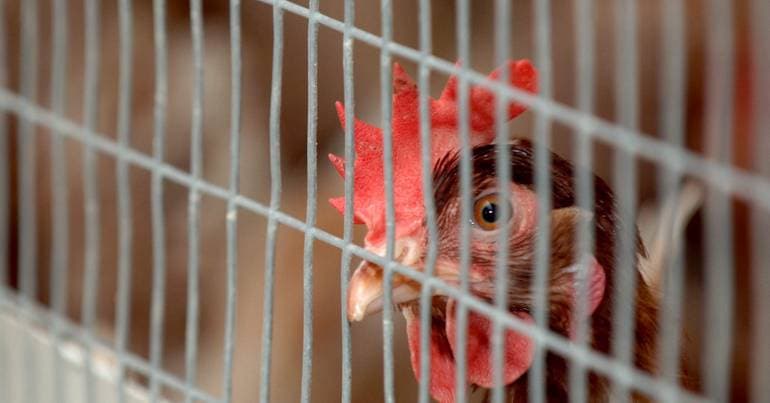 52 avian influenza outbreaks following new confirmation in Aveiro