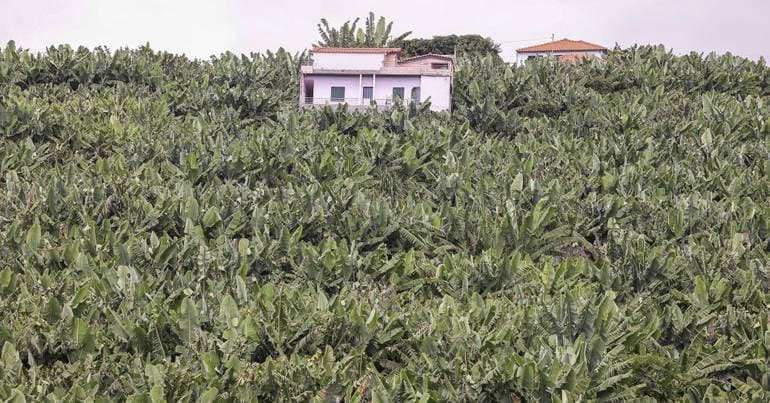Madeira banana sales fall by almost 20%