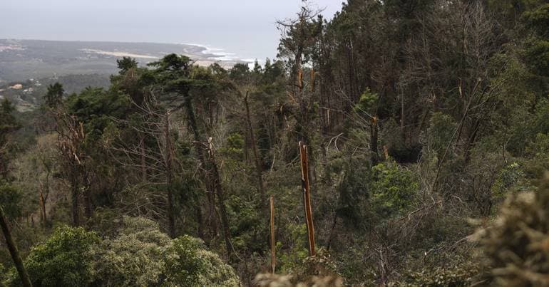 Volunteers to replant the Sintra hills on April 18
