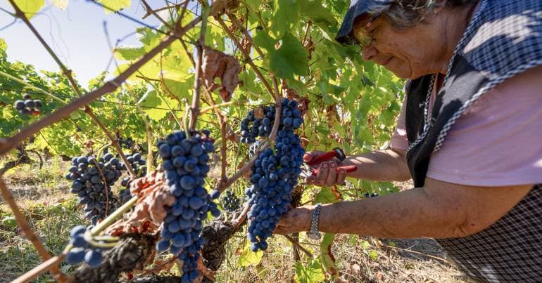 Trás-os-Montes: good grape harvest, uncertainty in Valpaços