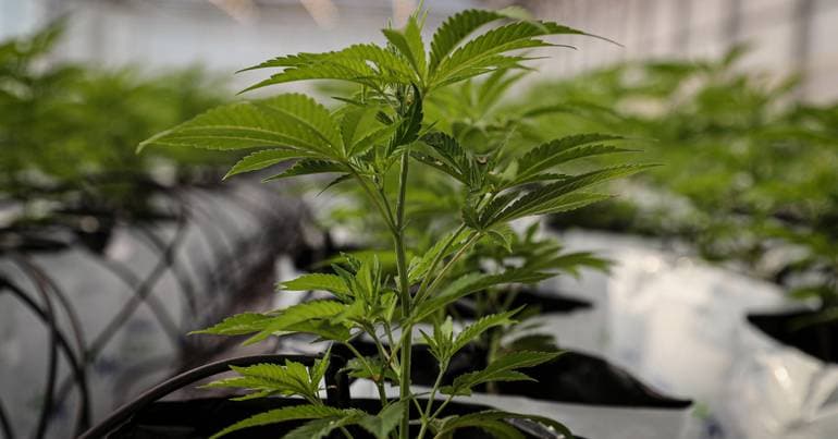 Government strengthens oversight of medicinal cannabis