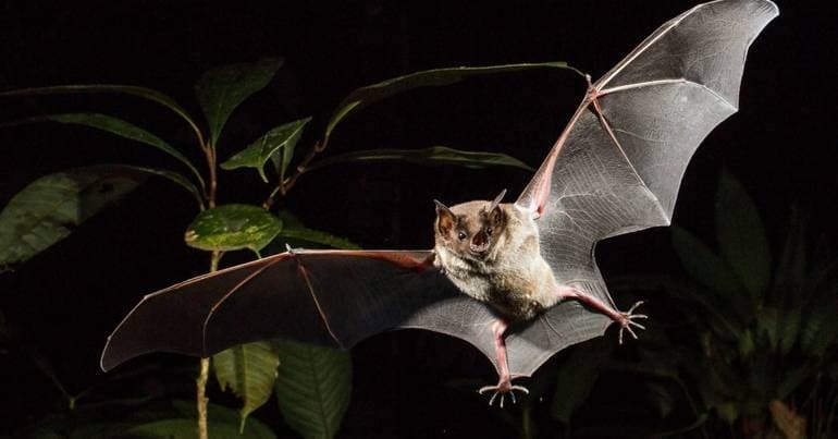International Bat Night with ultrasound listening