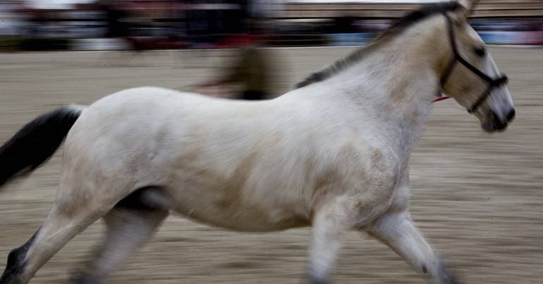Golegã Fair applies for Intangible Heritage status