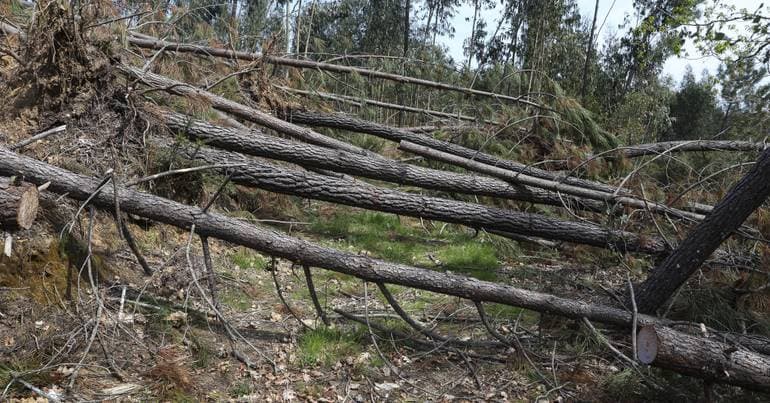 Médio Tejo maintains 'robust initial attack' on wildfires