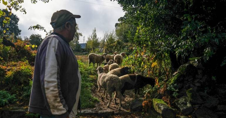 EU–Mercosur: Fenapecuária warns of 'sanitary threats'