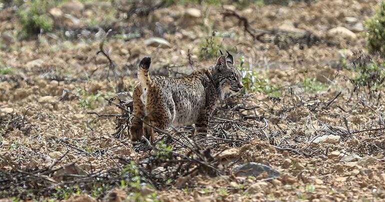 Iberian lynx relocation is an "internal" matter, says minister