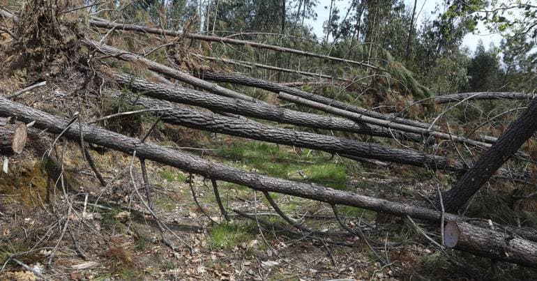 Pinhal fears summer with fallen trees and blocked paths