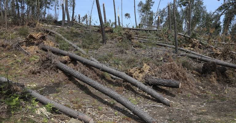 Companies may clear land during summer with authorisation