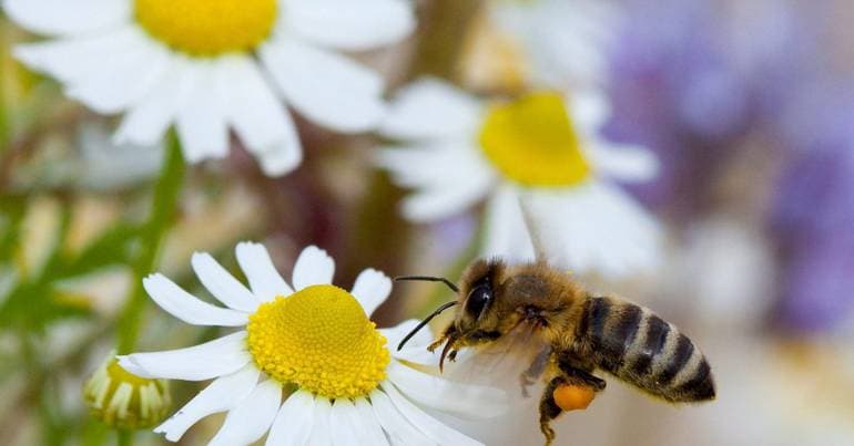 Mainland with high pollen concentration and low in the islands