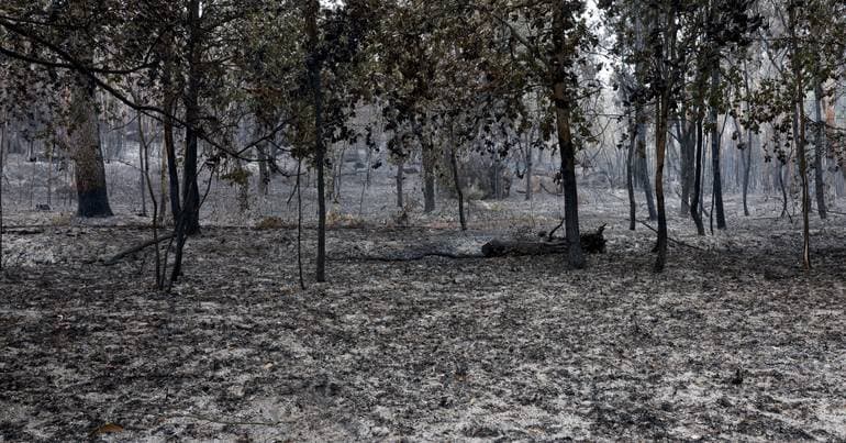 Vila Real: Suspects of arson in pre-trial detention