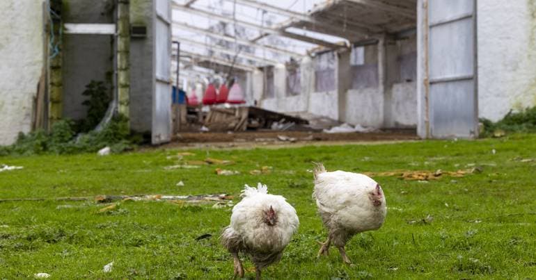 DGAV requests vaccination of poultry following worsening of disease