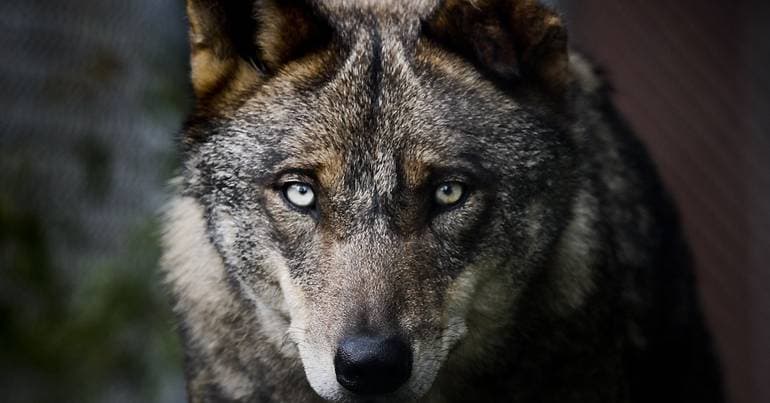 Cattle farmers lack measures to stop wolves