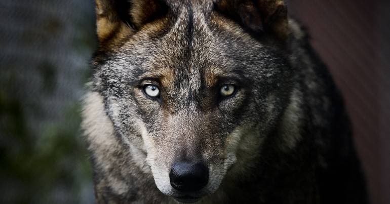 Producers in the North complain about Iberian wolf attacks