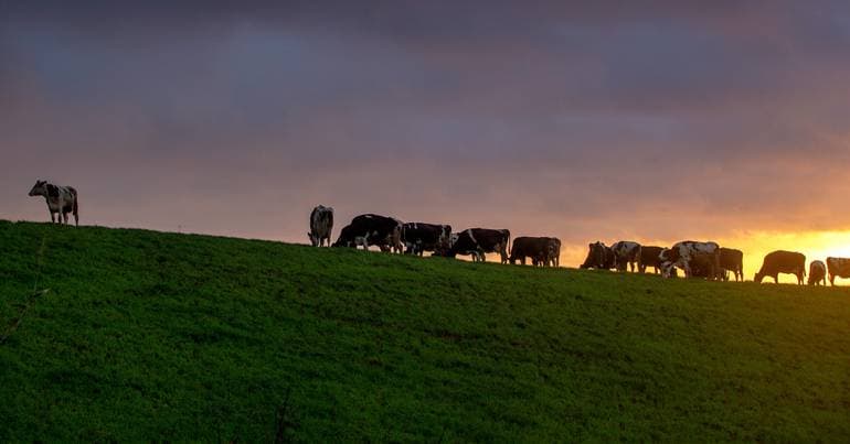 Government disagrees with the ban on the use of draught animals