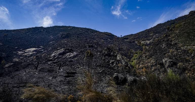 Fire in Gerês likely started with “deliberate intent”