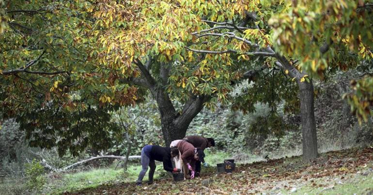 Producers point to a drop in chestnut production