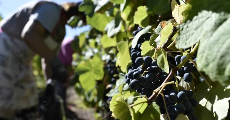 2026 grape harvest in Dão with higher production and quality