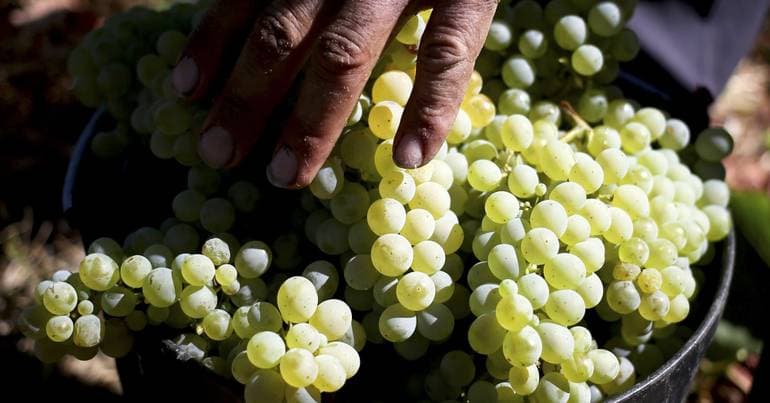 Douro winegrowers protest to demand grape distribution