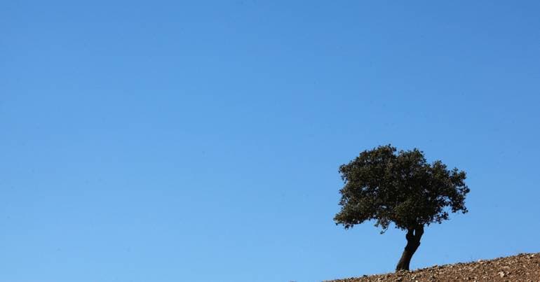 President of the Alentejo CCDR pledges to defend the region