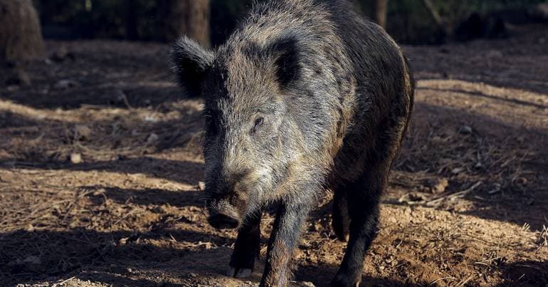 Collisions with wild boars and deer increase exponentially