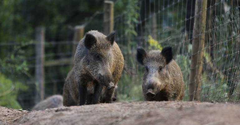 Médio Tejo wants to join project for wild boar control