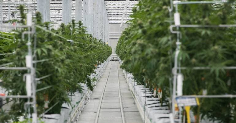 Infarmed: Cannabis exports exceed 66 tonnes