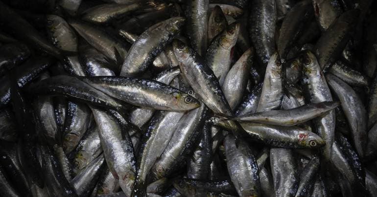 Almost 900 kilograms of sardines seized in Aveiro