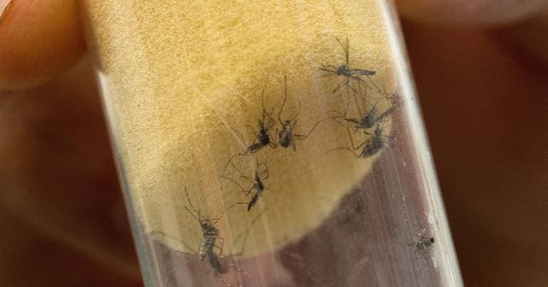 Dengue-transmitting mosquito spreads to 28 municipalities