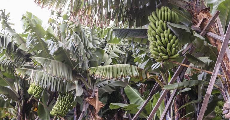 Producers demand an increase in payment for Madeira bananas
