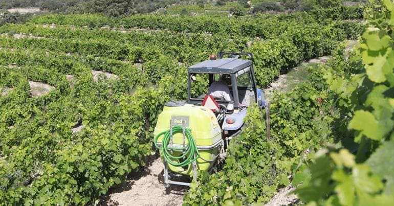 Use of wastewater in vineyards has no effect on public health