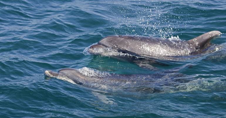 Bravo is the newest dolphin to be born in the Sado Estuary