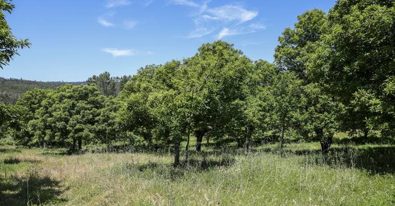 Chestnut gall wasp affects Bragança