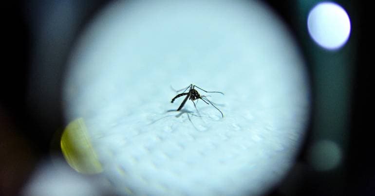 Spain declares alert due to West Nile virus