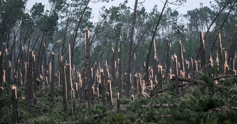 250 million approved for the forestry sector