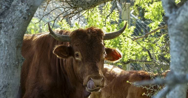 Portugal can now export beef to the Emirates