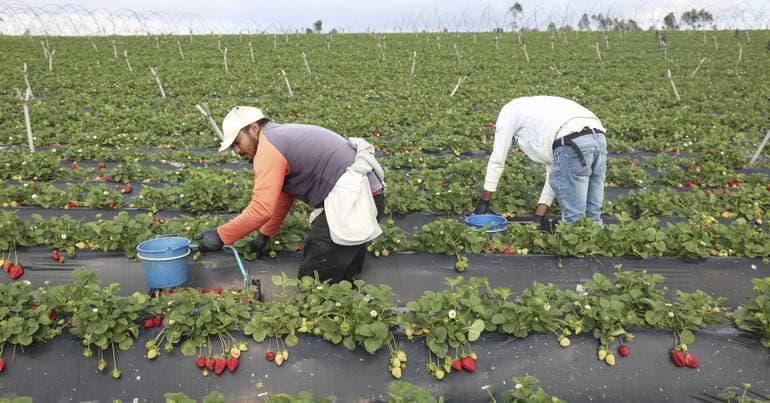 Agriculture has lost 210,000 workers in 30 years