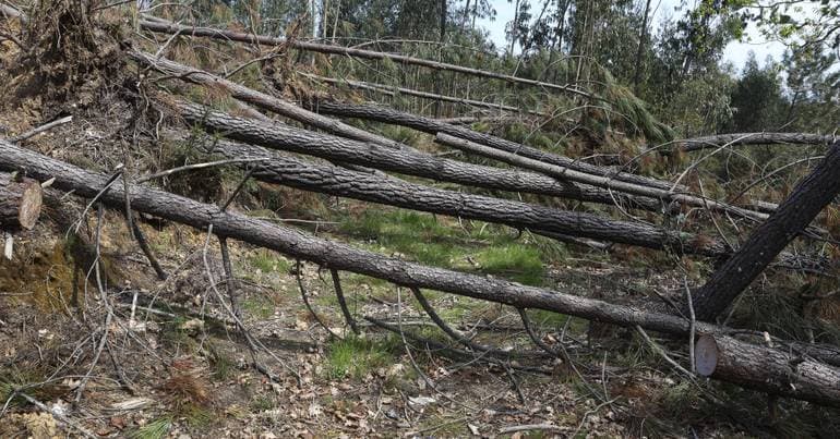 Góis has already intervened in 291 km of the forest road network