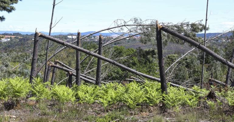 Forests: Twelve municipalities received 18.5 million euros