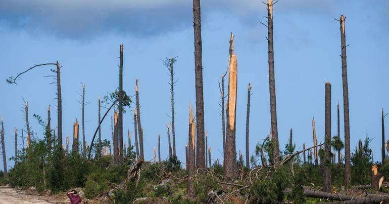 Figueiró dos Vinhos receives 203 thousand euros for forest areas