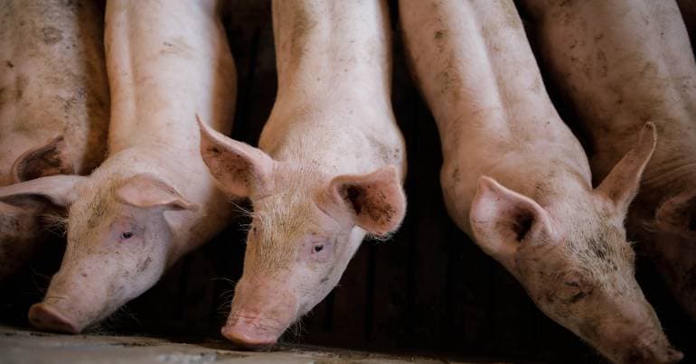 Swine fever outbreaks increase by 76% in the European Union in 2025