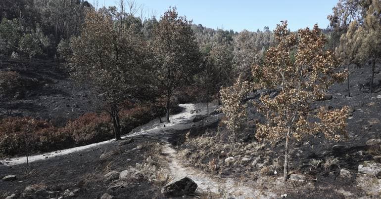 Urgent firebreaks in Alto Minho