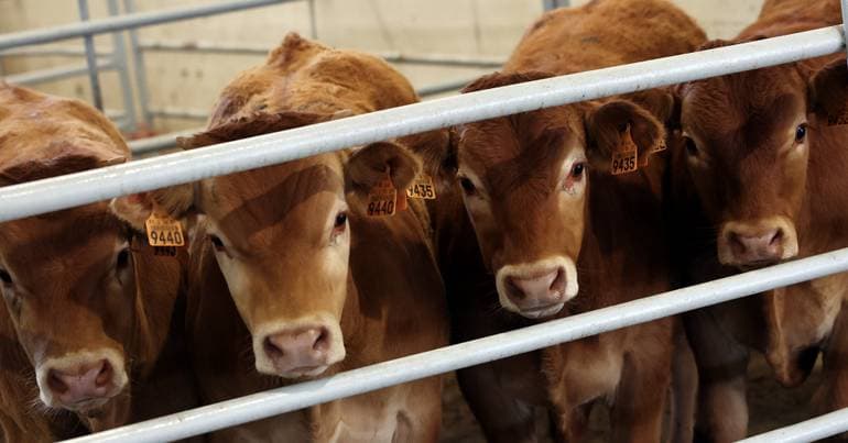 Brazil may stop exporting meat to Europe